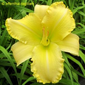 ‚Sachsen Zitrone‘