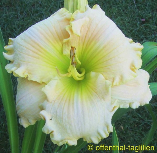 Hemerocallis / Taglilie 'Sacrament Of Healing'