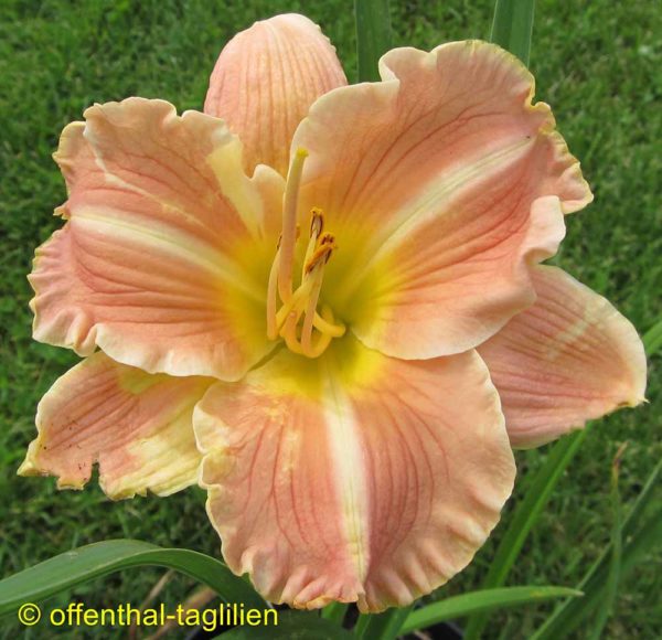 Hemerocallis / Taglilie 'Sahara Sand Storm'
