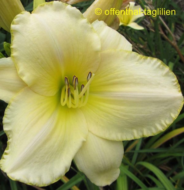 Hemerocallis / Taglilie 'Sahnebaum'