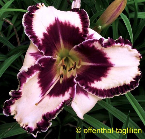 Hemerocallis / Taglilie 'Sam Abell'