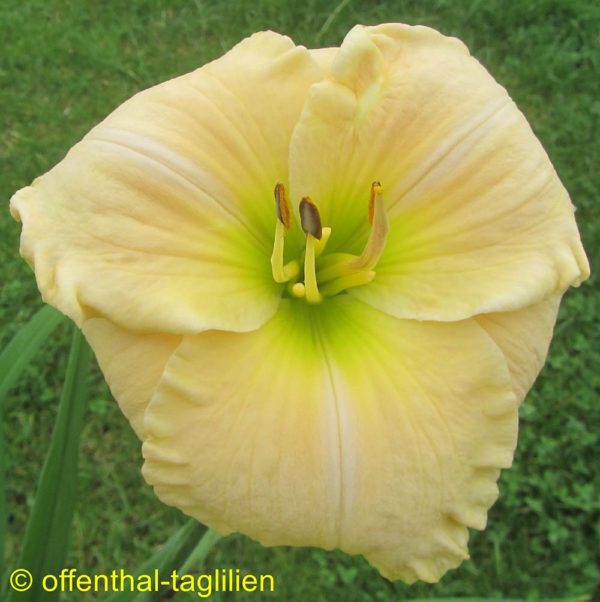 Hemerocallis / Taglilie 'Sassy Sally'