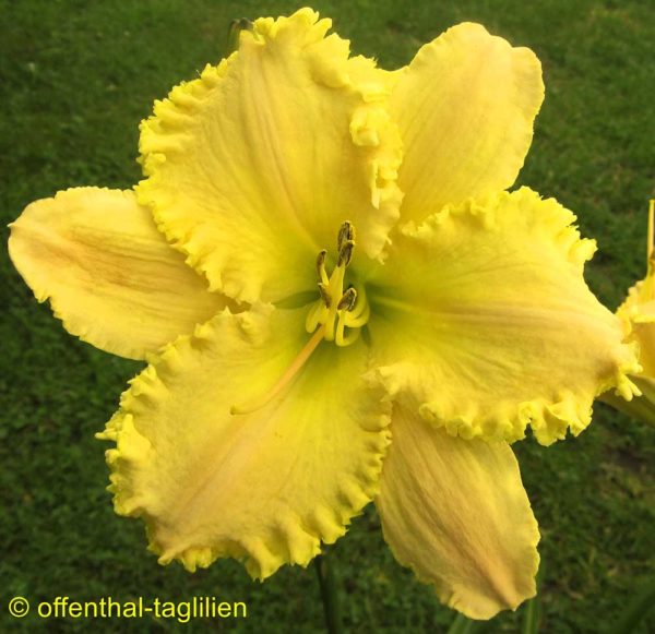 Hemerocallis / Taglilie 'Sassy Shannon'