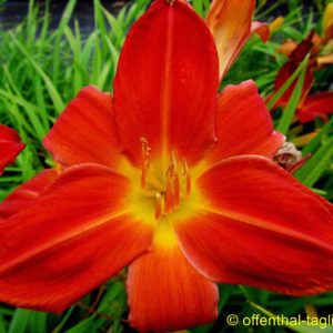 ‚Satan’s Torch‘