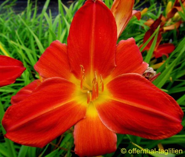 Hemerocallis / Taglilie 'Satan's Torch'