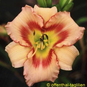 ‚Satin Ruffles‘