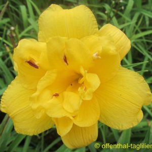 ‚Saucy Lady‘