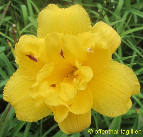 Hemerocallis / Taglilie 'Saucy Lady'