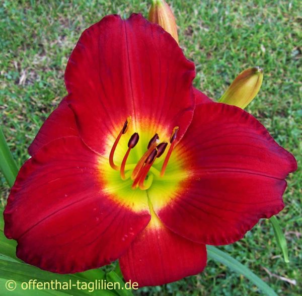 Hemerocallis / Taglilie 'Scarlet Orbit'