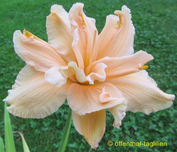 Hemerocallis / Taglilie 'Scatterbrain'