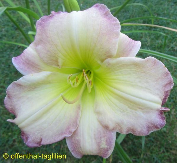 Hemerocallis / Taglilie 'Seal Of Approval'