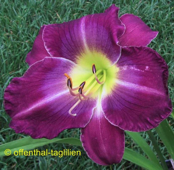 Hemerocallis / Taglilie 'Searching For Blue'