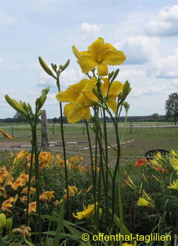 Hemerocallis / Taglilie 'Sears Tower'