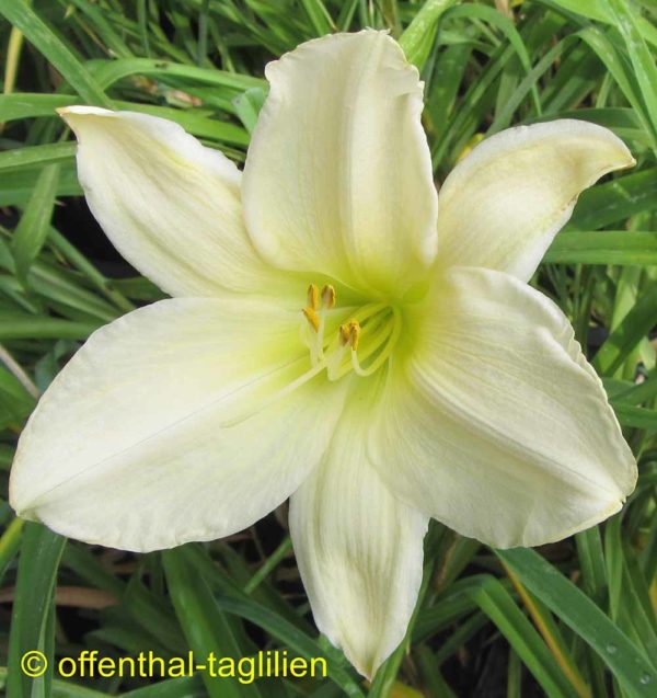 Hemerocallis / Taglilie 'Siloam Jewel Box'