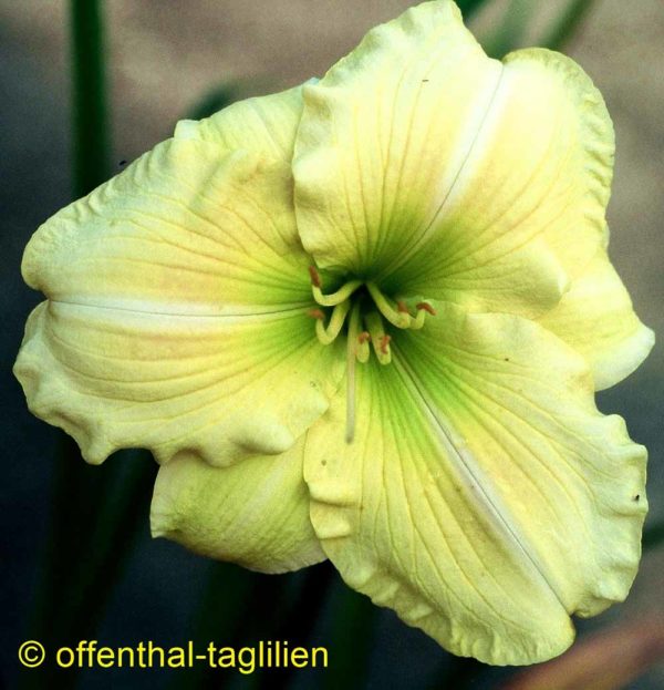 Hemerocallis / Taglilie 'Serenity Morgan'