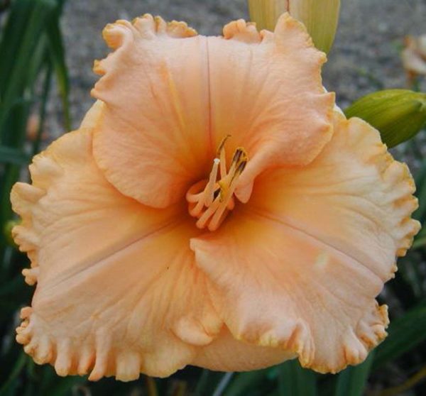 Hemerocallis / Taglilie 'Seventy Times Seven'