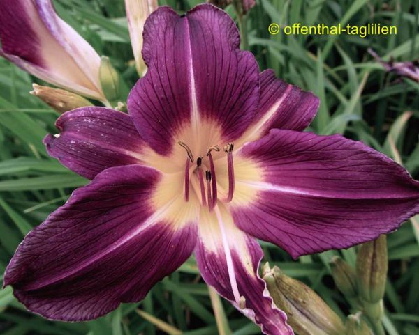 Hemerocallis / Taglilie 'Shadyside'