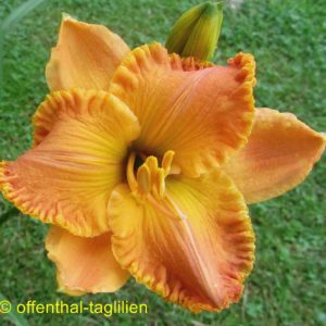 ‚Sheila Broughton‘