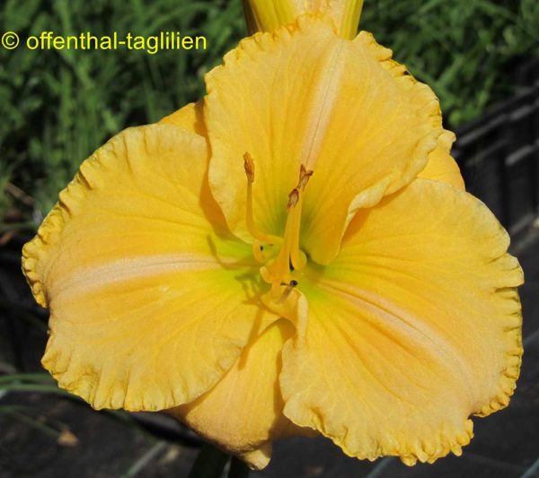 Hemerocallis / Taglilie 'Sherry Lane Carr'