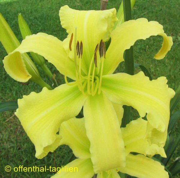 Hemerocallis / Taglilie 'Shining Angel'