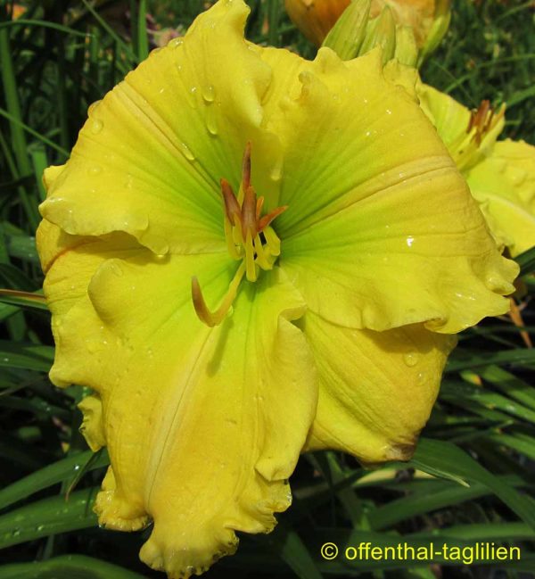 Hemerocallis / Taglilie 'Siloam Amazing Grace'