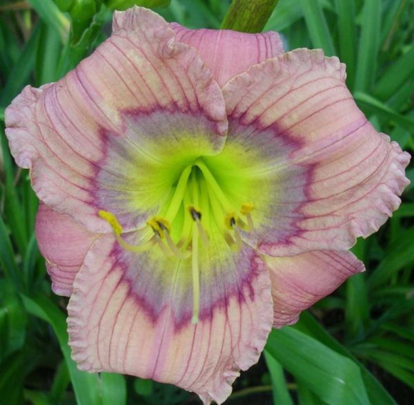 Hemerocallis / Taglilie 'Siloam David Kirchhoff'