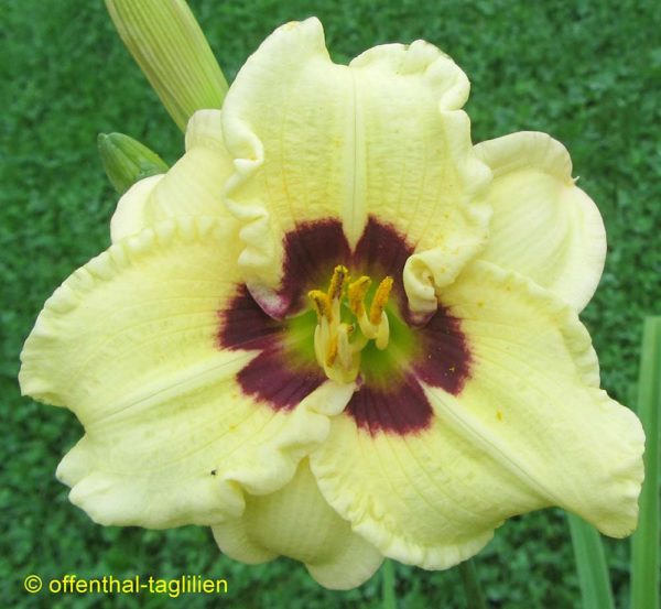 Hemerocallis / Taglilie 'Siloam Doodle Bug'