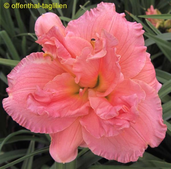 Hemerocallis / Taglilie 'Siloam Double Classic'