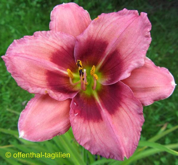 Hemerocallis / Taglilie 'Siloam Eye Shocker'