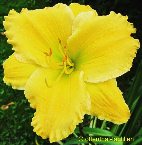 Hemerocallis / Taglilie 'Siloam Grace Stamile'