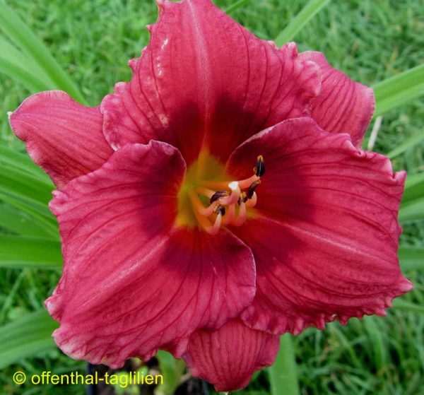 Hemerocallis / Taglilie 'Siloam Jim Cooper'
