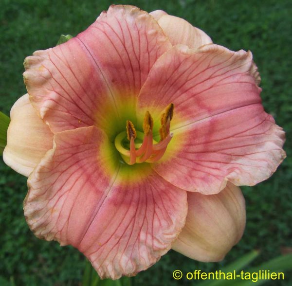 Hemerocallis / Taglilie 'Siloam Pink Midget'