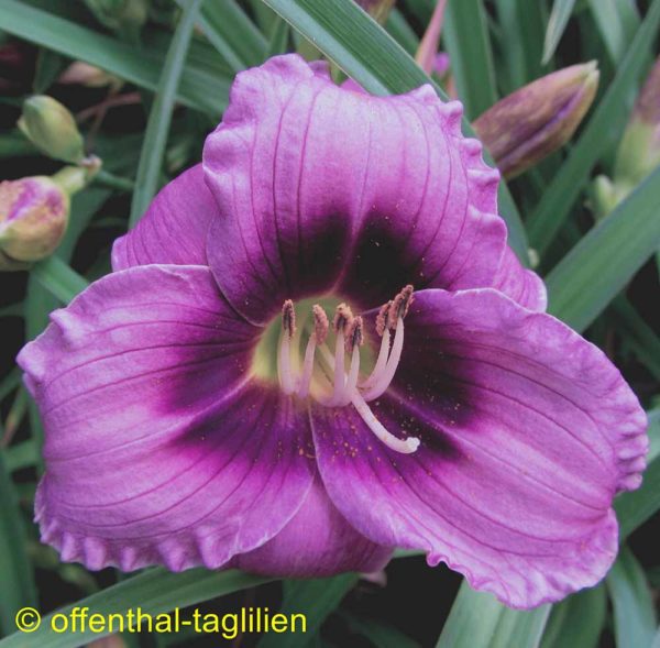 Hemerocallis / Taglilie 'Siloam Tee Tiny'
