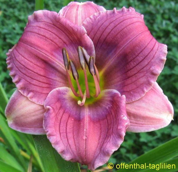 Hemerocallis / Taglilie 'Siloam Tiny Tim'