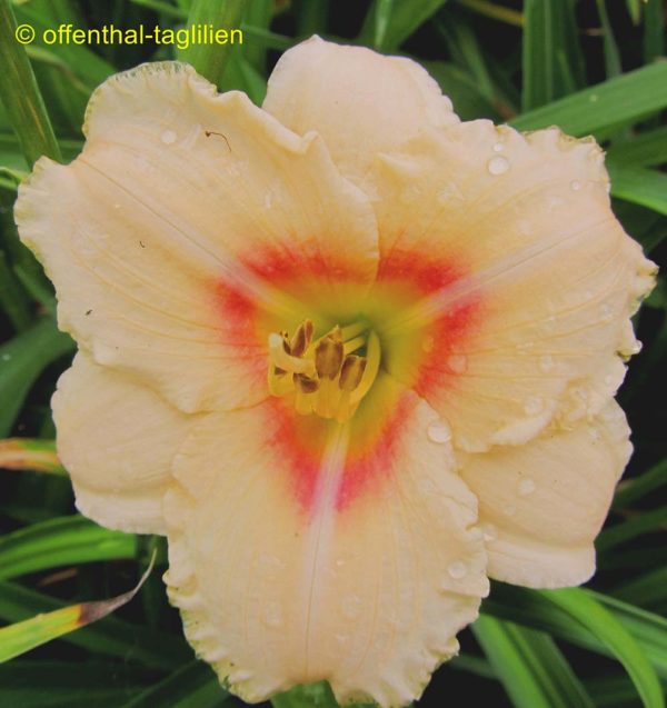 Hemerocallis / Taglilie 'Siloam Virginia Henson'