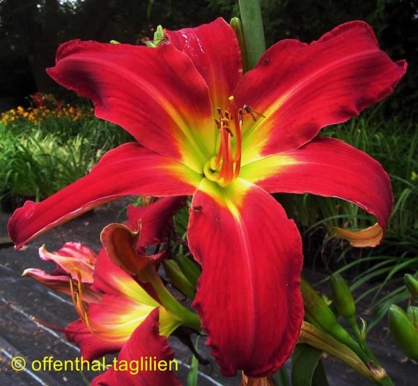 Hemerocallis / Taglilie 'Sky King'