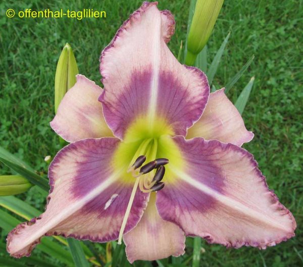 Hemerocallis / Taglilie 'Small World Blue Eyed Butterfly'