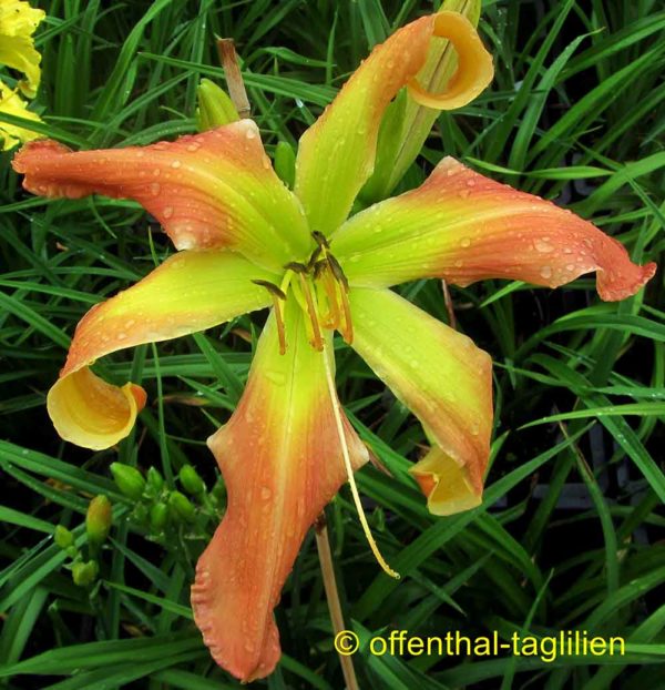 Hemerocallis / Taglilie 'Small World Laughing All The Way'