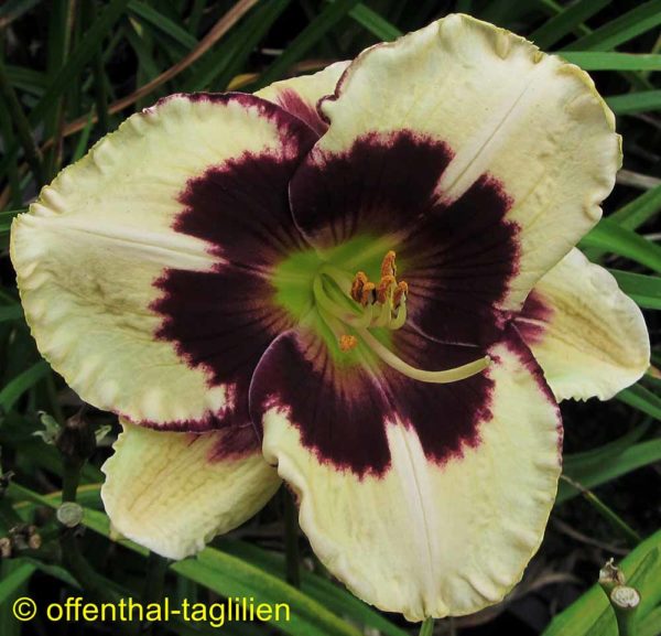 Hemerocallis / Taglilie 'Small World Sepal Streaker'