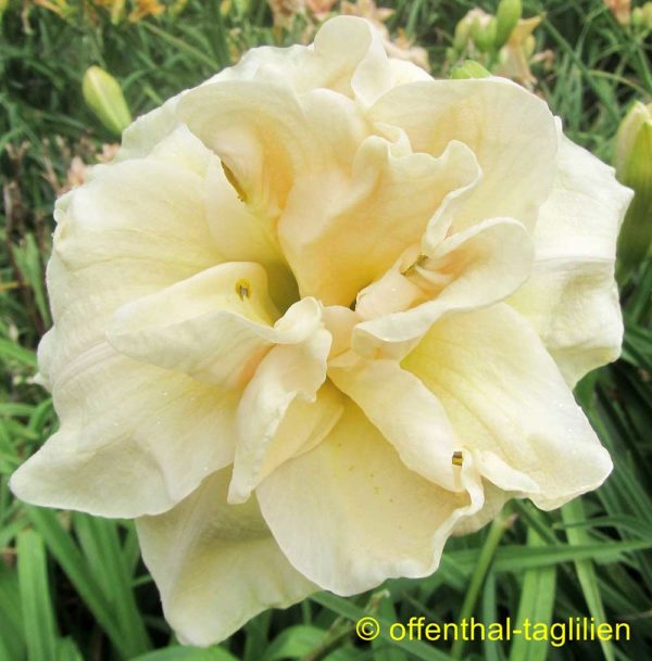 Hemerocallis / Taglilie 'Snow Blizzard'