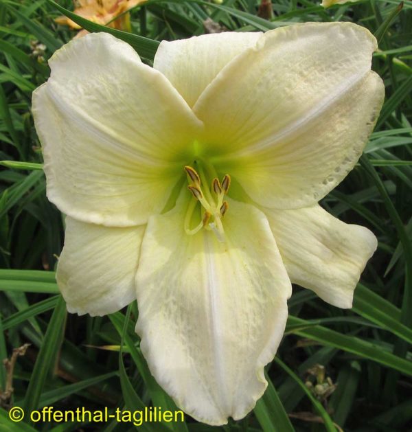 Hemerocallis / Taglilie 'Snowy Apparation'