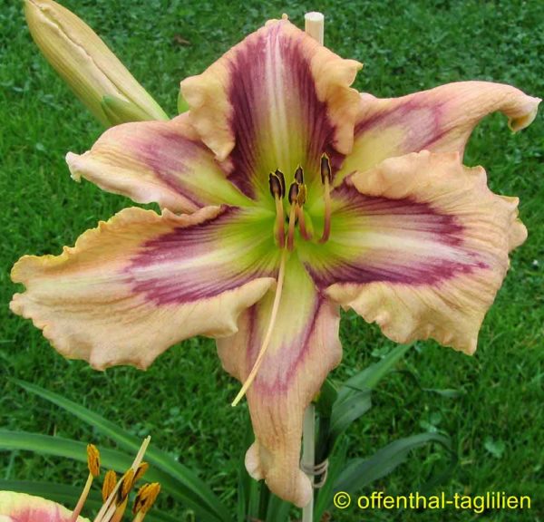 Hemerocallis / Taglilie 'Solar Blue Angel'