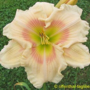 ‚Sophia Anne Burkey‘