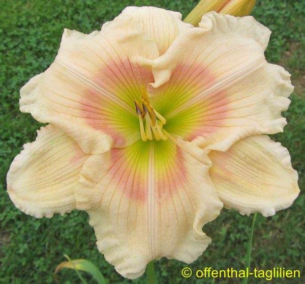 Hemerocallis / Taglilie 'Sophia Ann Burkey'