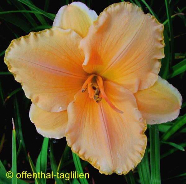 Hemerocallis / Taglilie 'Spanish Glow'