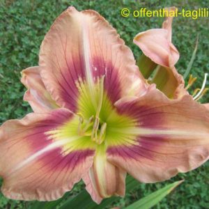 ‚Spanish Masquerade‘