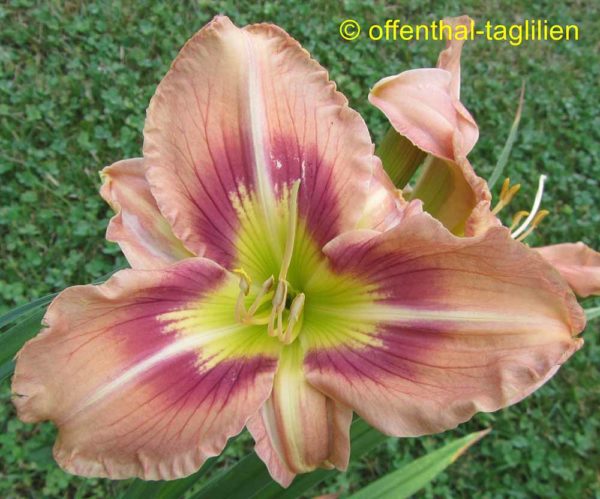 Hemerocallis / Taglilie 'Spanish Masquerade'