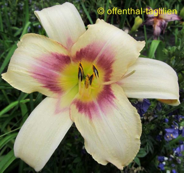 Hemerocallis / Taglilie 'Spanish Scetch'