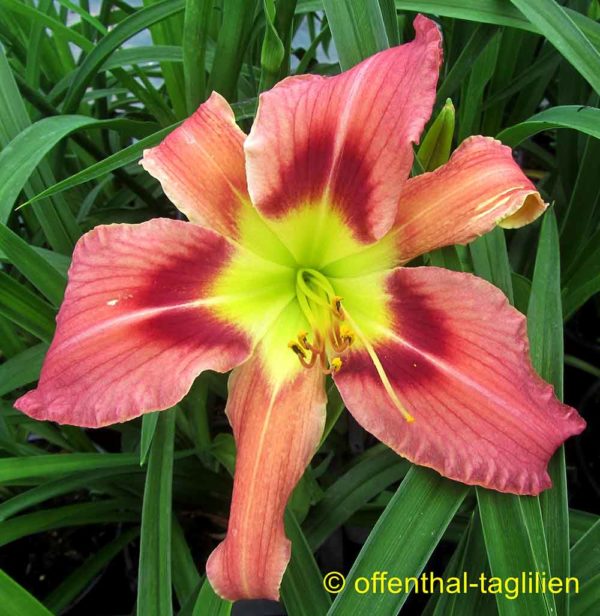 Hemerocallis / Taglilie 'Spoons For Escargot'