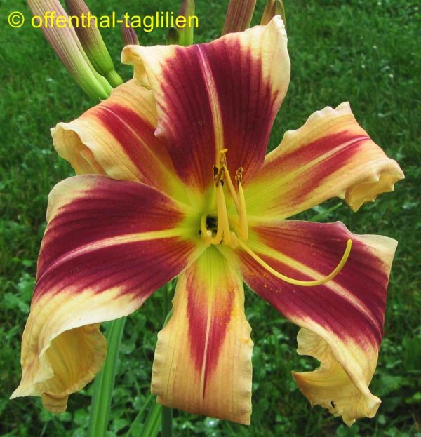 Hemerocallis / Taglilie 'Stina' 2